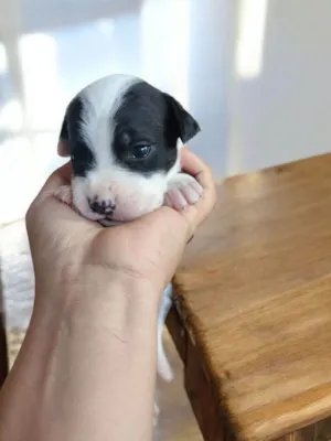 Cachorro raça Pit-Bull idade Abaixo de 2 meses nome Vaquinha 