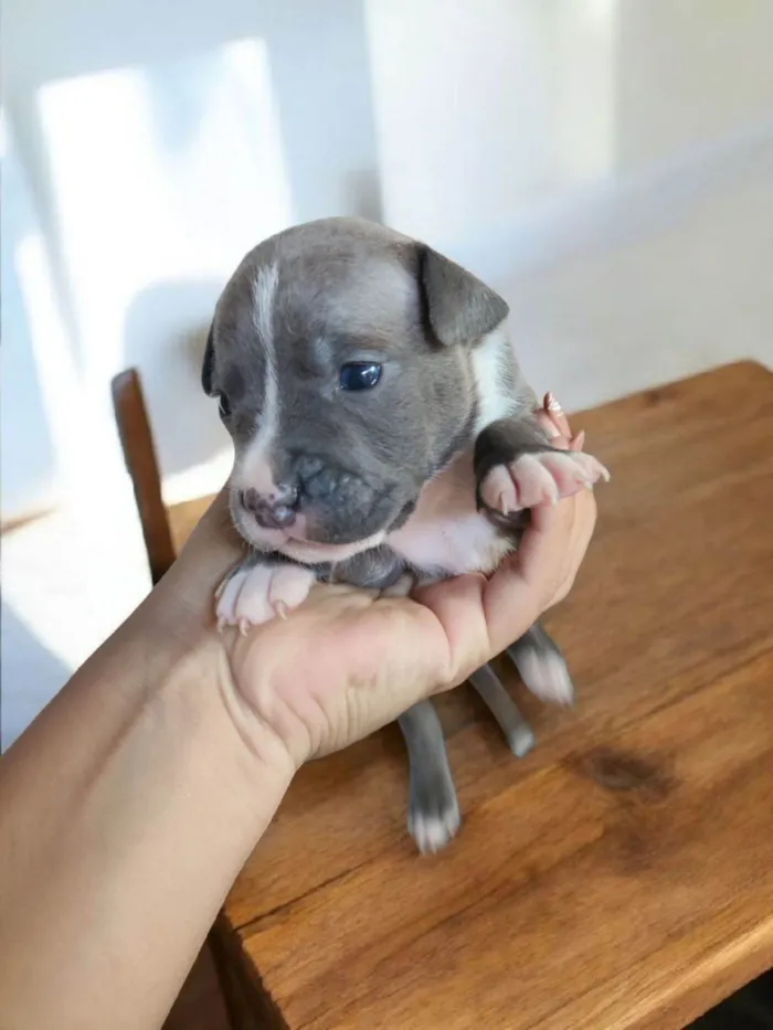 Cachorro ra a Pit-Bull idade Abaixo de 2 meses nome Cinzinha 