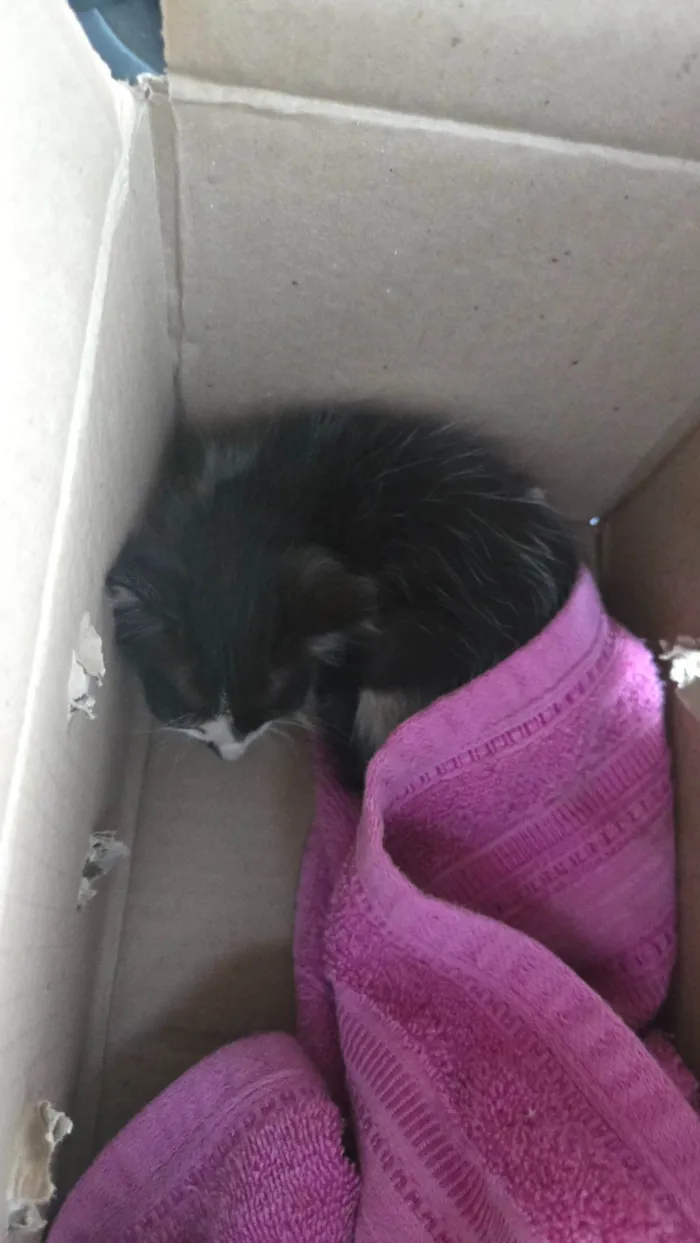 Gato raça SRD-ViraLata idade Abaixo de 2 meses nome Frajola