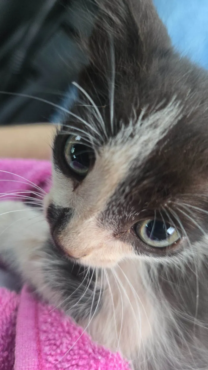 Gato raça SRD-ViraLata idade Abaixo de 2 meses nome Frajola