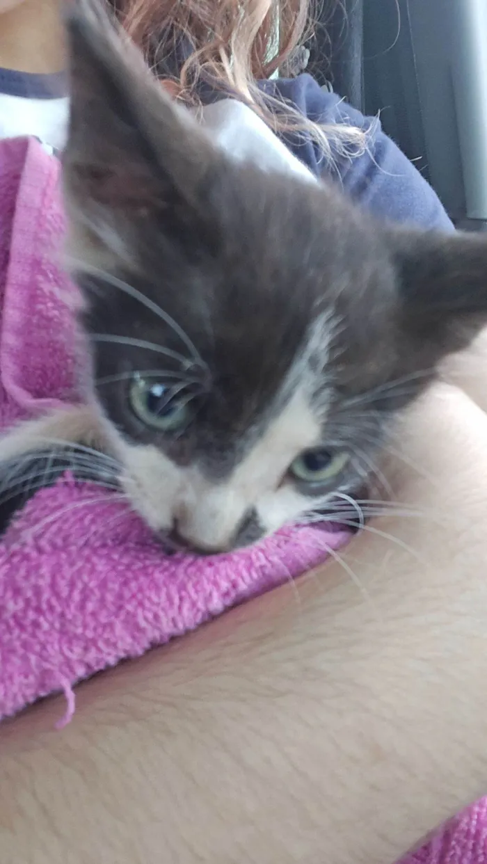 Gato raça SRD-ViraLata idade Abaixo de 2 meses nome Frajola