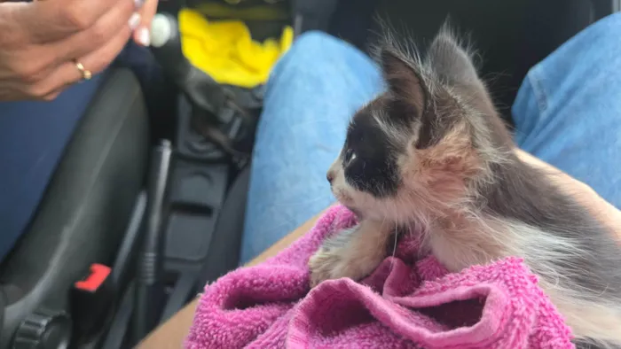 Gato raça SRD-ViraLata idade Abaixo de 2 meses nome Frajola