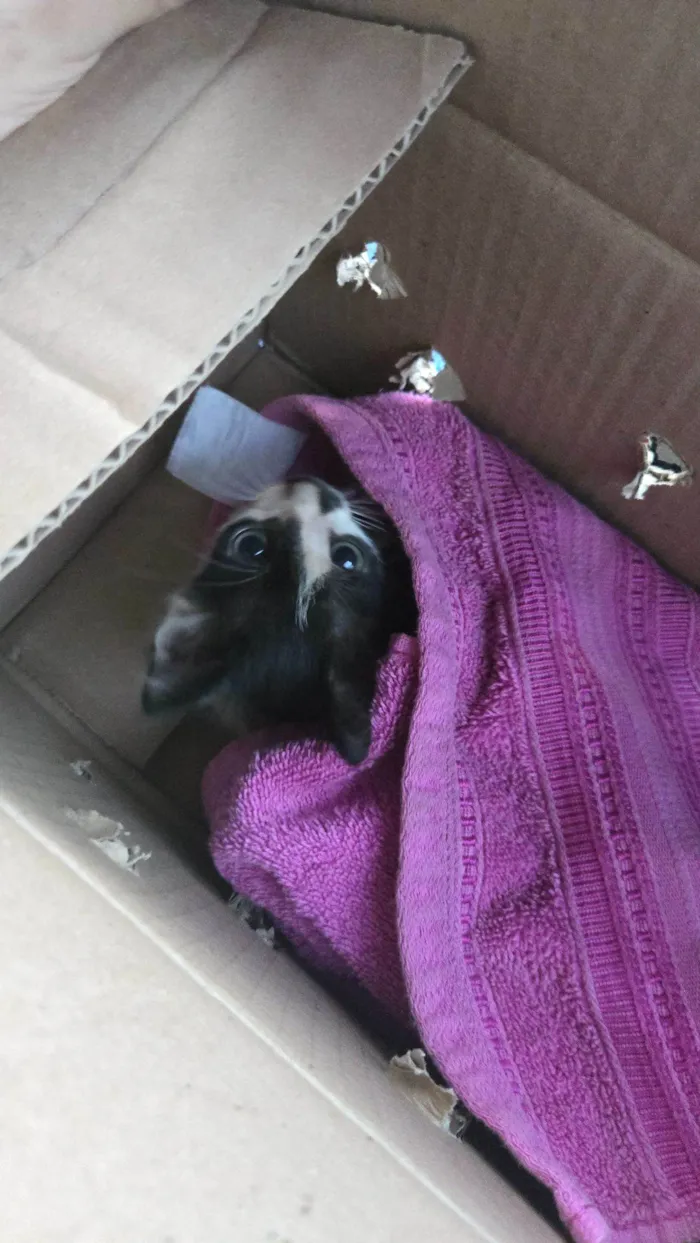 Gato raça SRD-ViraLata idade Abaixo de 2 meses nome Frajola