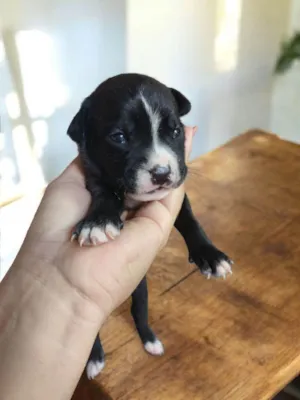 Cachorro ra a Pit-Bull idade Abaixo de 2 meses nome Pretinha 