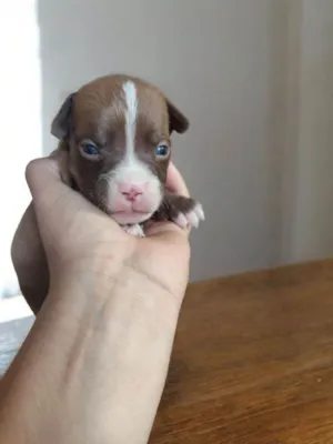 Cachorro ra a Pit-Bull idade Abaixo de 2 meses nome Caramelo