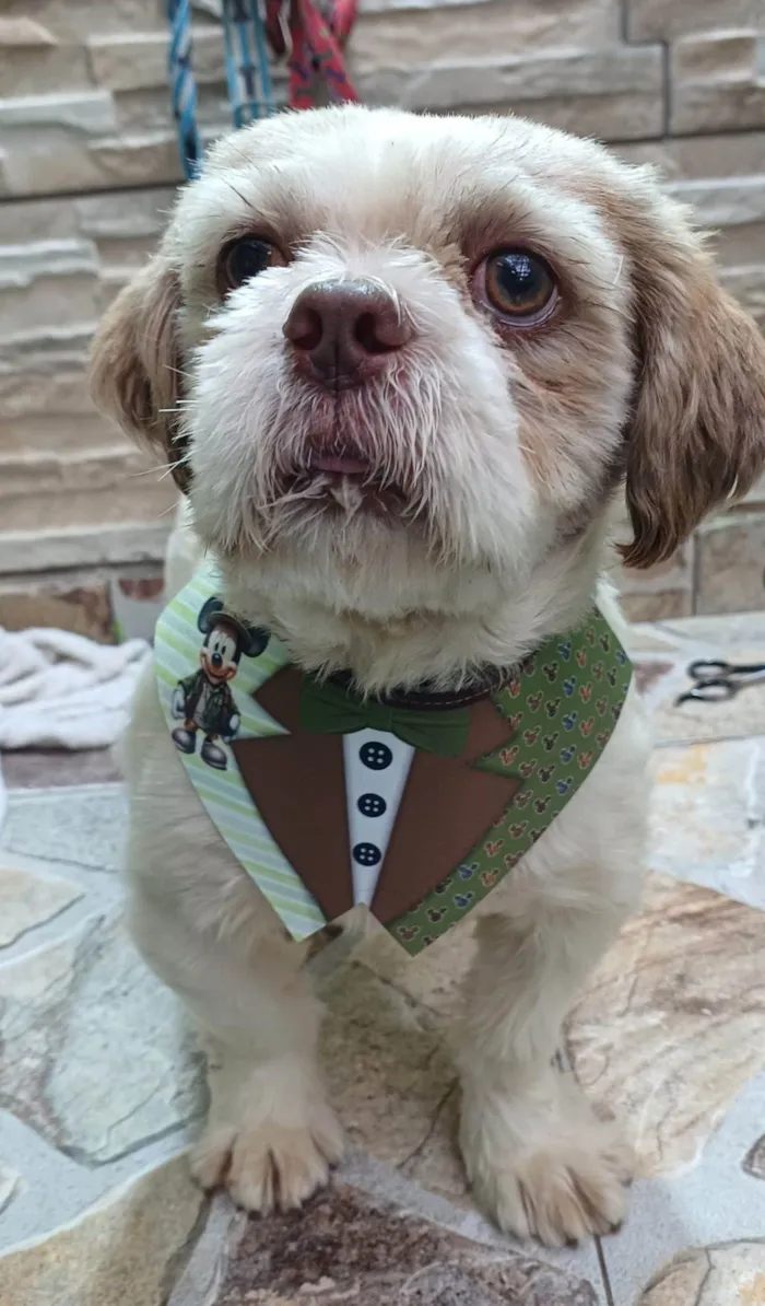 Cachorro ra a Shitzu idade 4 anos nome BILLY, MACHO