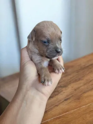 Cachorro raça Pit-Bull idade Abaixo de 2 meses nome Preguiça 