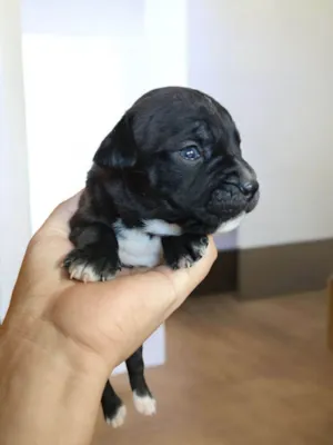 Cachorro ra a Pit-Bull idade Abaixo de 2 meses nome Pretinho 