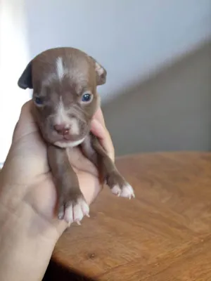 Cachorro ra a Pit-Bull idade Abaixo de 2 meses nome Caracol