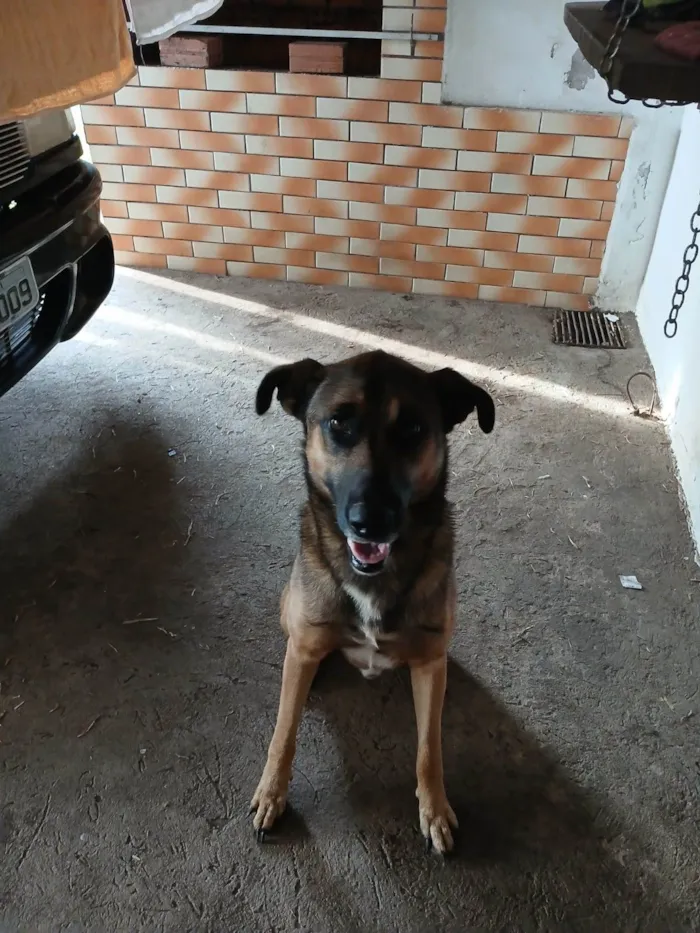 Cachorro raça SRD-ViraLata idade 6 ou mais anos nome Babu