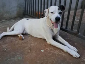 Cachorro raça SRD-ViraLata idade 5 anos nome John Lennon