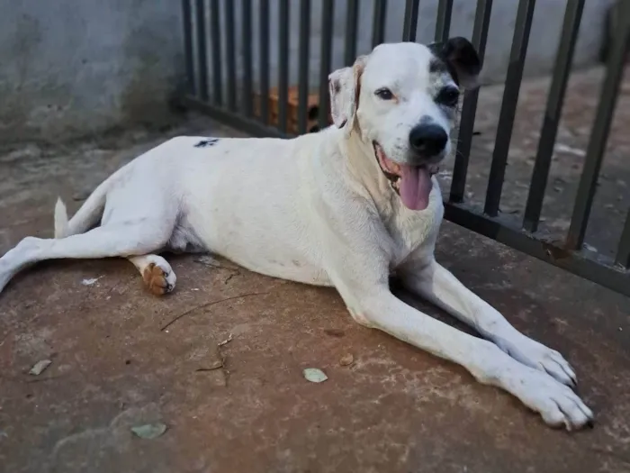 Cachorro raça SRD-ViraLata idade 5 anos nome John Lennon