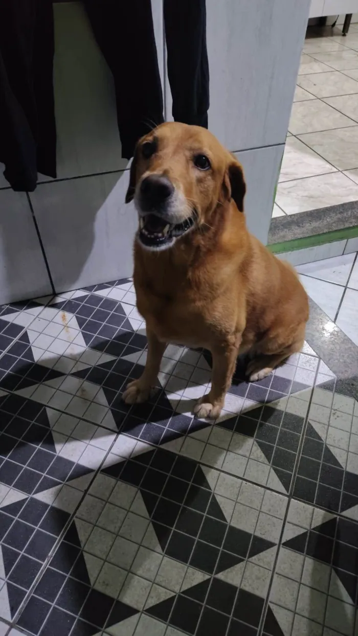Cachorro ra a Labrador idade 6 ou mais anos nome Sham