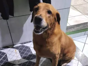 Cachorro raça Labrador idade 6 ou mais anos nome Sham