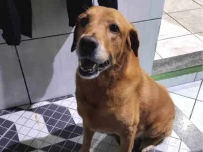 Cachorro raça Labrador idade 6 ou mais anos nome Sham