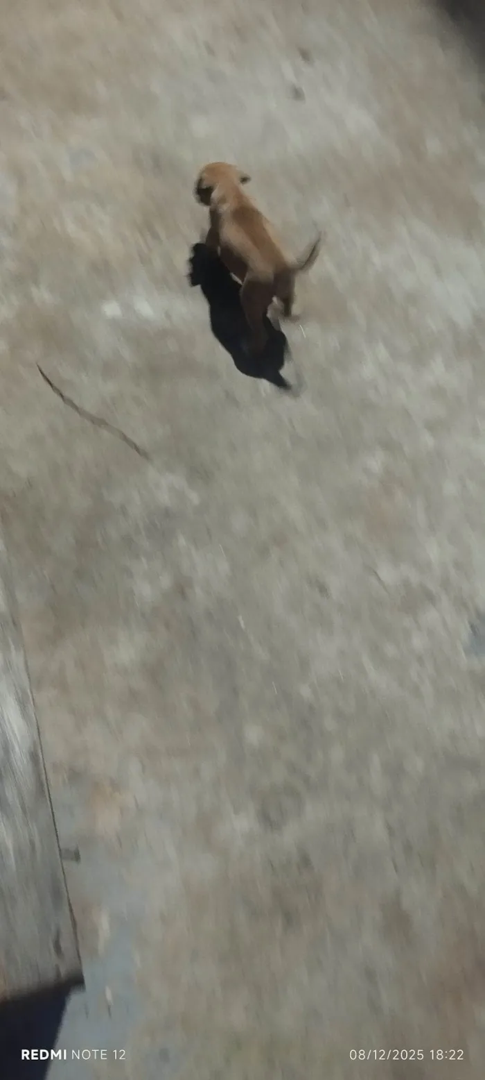 Cachorro raça SRD-ViraLata idade 2 a 6 meses nome Pet