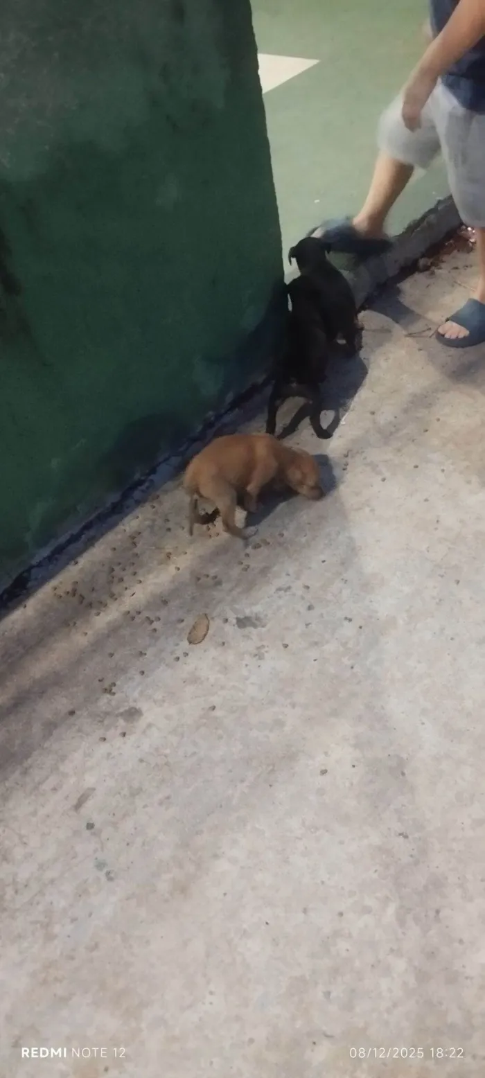 Cachorro raça SRD-ViraLata idade 2 a 6 meses nome Pet