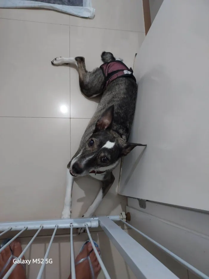 Cachorro raça SRD-ViraLata idade 6 ou mais anos nome Lua