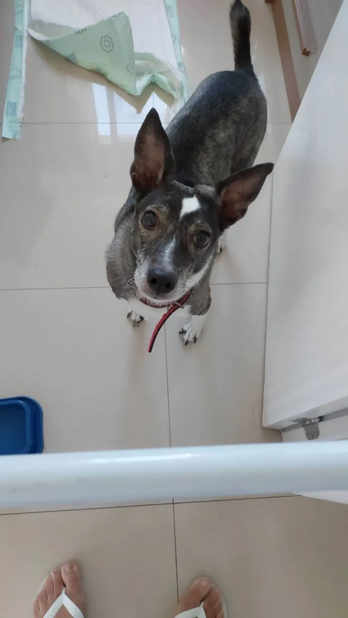 Cachorro raça SRD-ViraLata idade 6 ou mais anos nome Lua