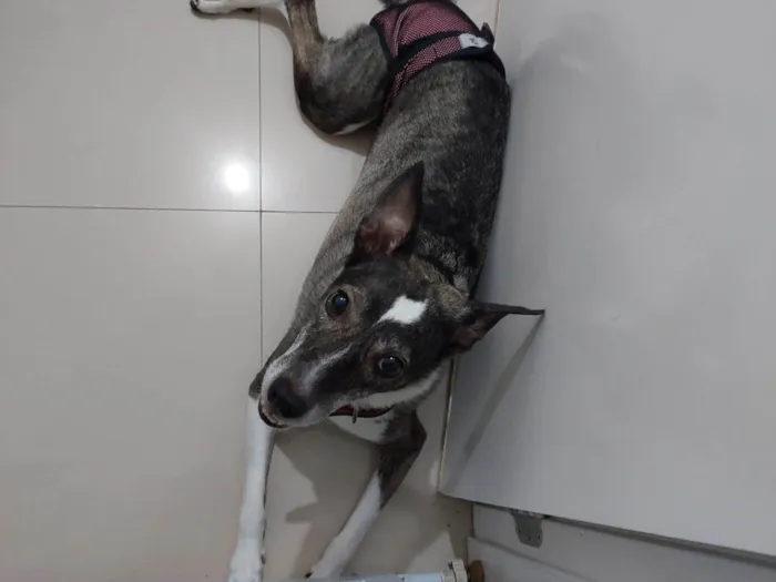 Cachorro raça SRD-ViraLata idade 6 ou mais anos nome Lua