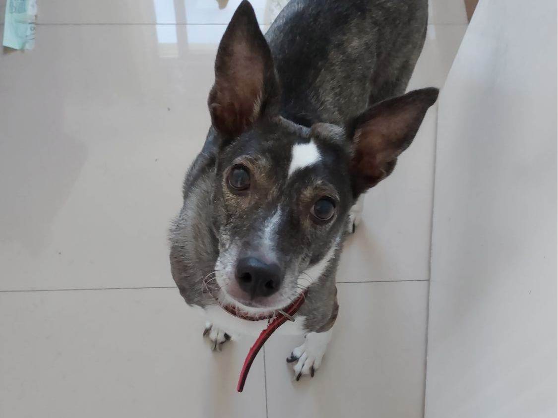 Cachorro raça SRD-ViraLata idade 6 ou mais anos nome Lua