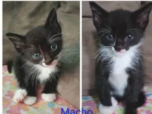 Gato raça SRD-ViraLata idade 2 a 6 meses nome Adriana, Geremias 