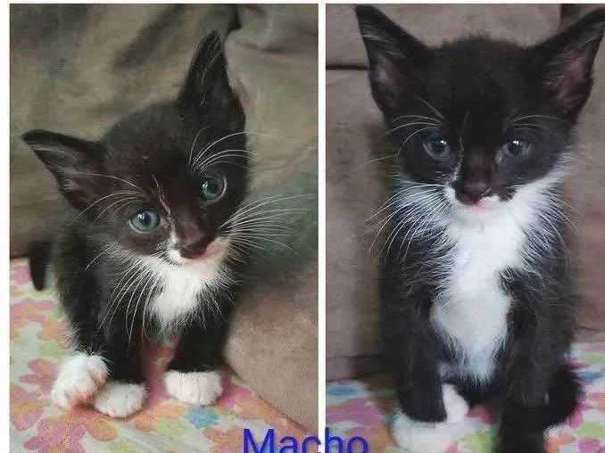 Gato ra a SRD-ViraLata idade 2 a 6 meses nome Adriana, Geremias 