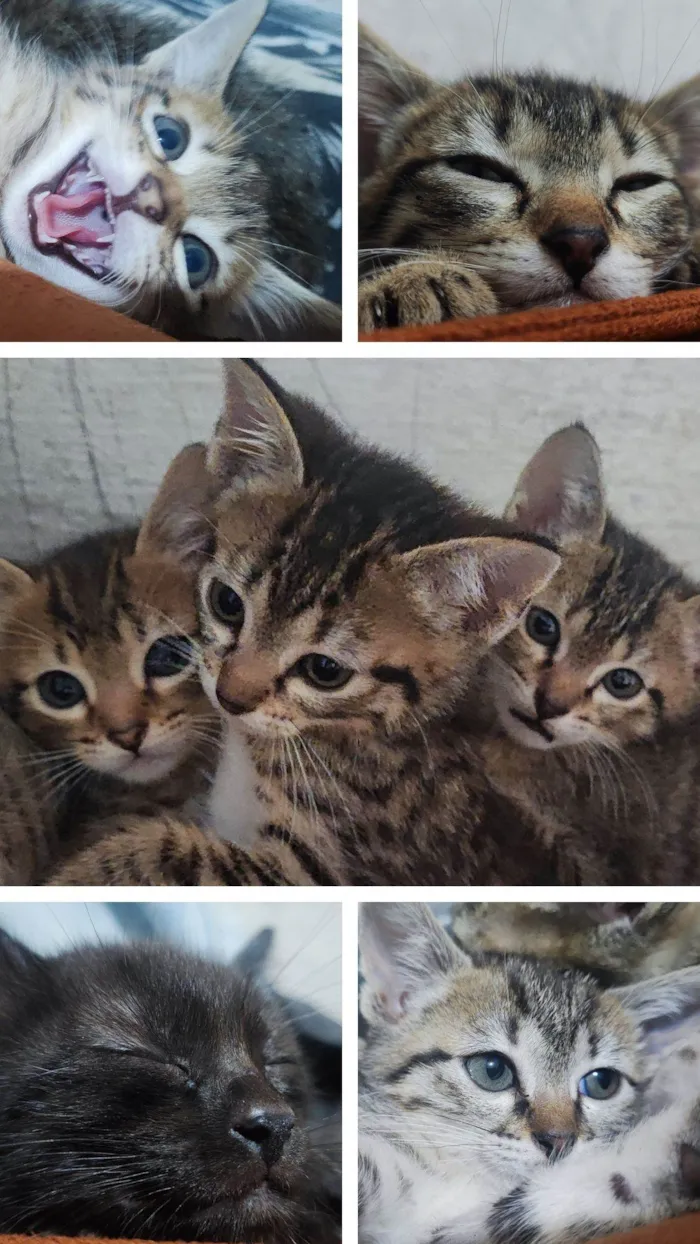 Gato raça SRD-ViraLata idade 2 a 6 meses nome Sem nome