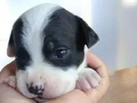 Cachorro ra a Pit-Bull idade Abaixo de 2 meses nome Vaquinha 