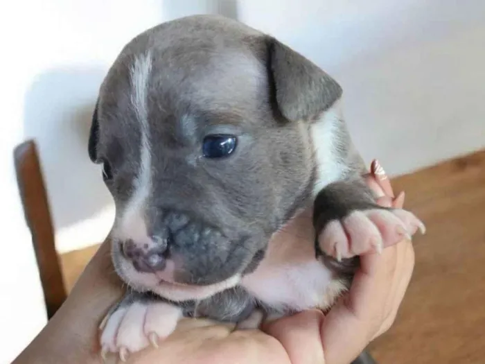 Cachorro ra a Pit-Bull idade Abaixo de 2 meses nome Cinzinha 