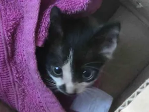 Gato raça SRD-ViraLata idade Abaixo de 2 meses nome Frajola