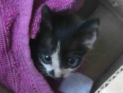 Gato raça SRD-ViraLata idade Abaixo de 2 meses nome Frajola