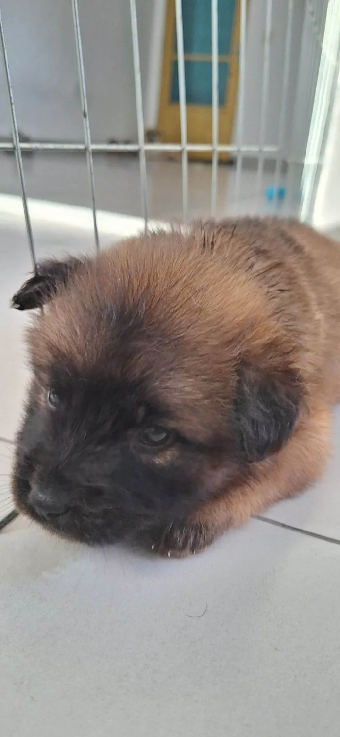 Cachorro raça Chow Chow idade Abaixo de 2 meses nome Kenai