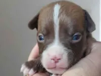 Cachorro ra a Pit-Bull idade Abaixo de 2 meses nome Caramelo