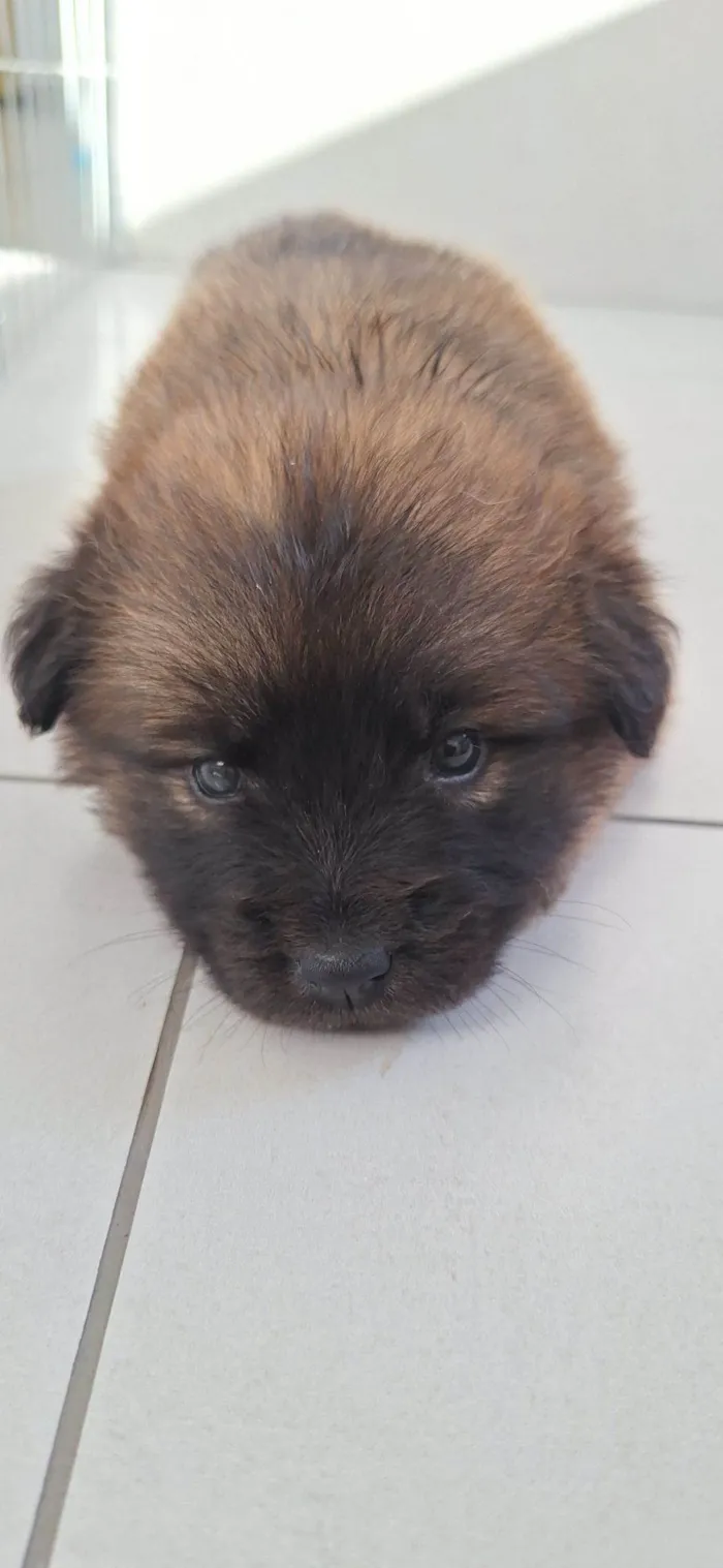 Cachorro raça Chow Chow idade Abaixo de 2 meses nome Kenai