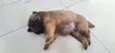 Cachorro raça Chow Chow idade Abaixo de 2 meses nome Kenai