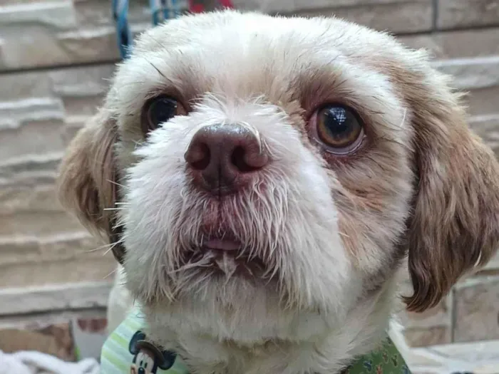 Cachorro ra a Shitzu idade 4 anos nome BILLY, MACHO