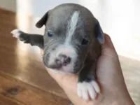 Cachorro raça Pit-Bull idade Abaixo de 2 meses nome Dog 