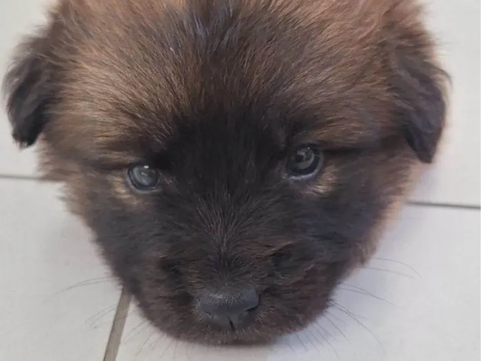 Cachorro raça Chow Chow idade Abaixo de 2 meses nome Kenai