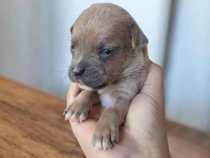 Cachorro ra a Pit-Bull idade Abaixo de 2 meses nome Preguiça 