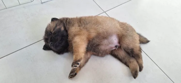 Cachorro raça Chow Chow idade Abaixo de 2 meses nome Kenai