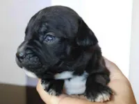 Cachorro raça Pit-Bull idade Abaixo de 2 meses nome Pretinho 