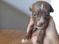 Cachorro raça Pit-Bull idade Abaixo de 2 meses nome Caracol