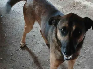 Cachorro raça SRD-ViraLata idade 4 anos nome Chamamos de Tobias, mais não sabemos o seu verdadeiro nome 