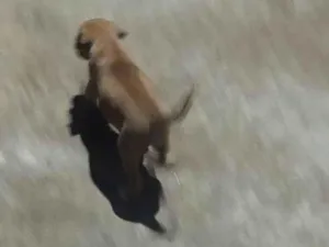 Cachorro raça SRD-ViraLata idade 2 a 6 meses nome Pet
