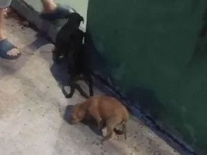 Cachorro raça SRD-ViraLata idade Abaixo de 2 meses nome Pet