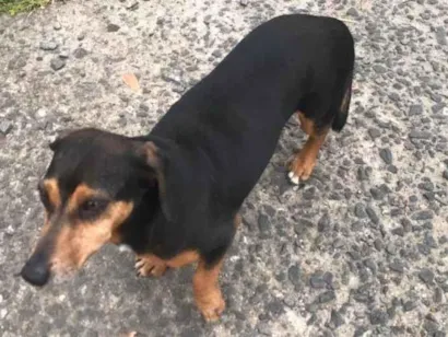 Cachorro raça SRD-ViraLata idade 4 anos nome Beatriz Galvão