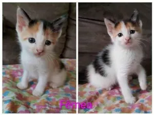 Gato raça SRD-ViraLata idade 2 a 6 meses nome belinha