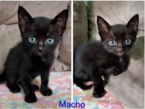 Gato raça SRD-ViraLata idade 2 a 6 meses nome Pretinho