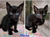 Gato raça SRD-ViraLata idade 2 a 6 meses nome Pretinho